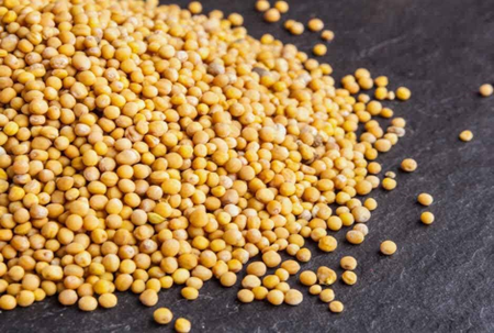We offer high-quality cereals (Lucerne, Fescue, SainfoinЮ, Ryegrass, Clover, Phacelia, Milk thistle, Timothy grass, Radish, Mustard, Flax, Сoriander