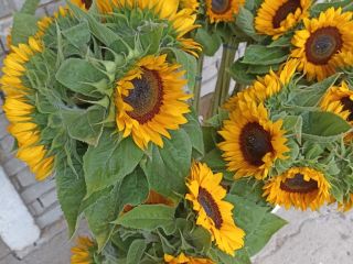 Decorative sunflower, professional variety.