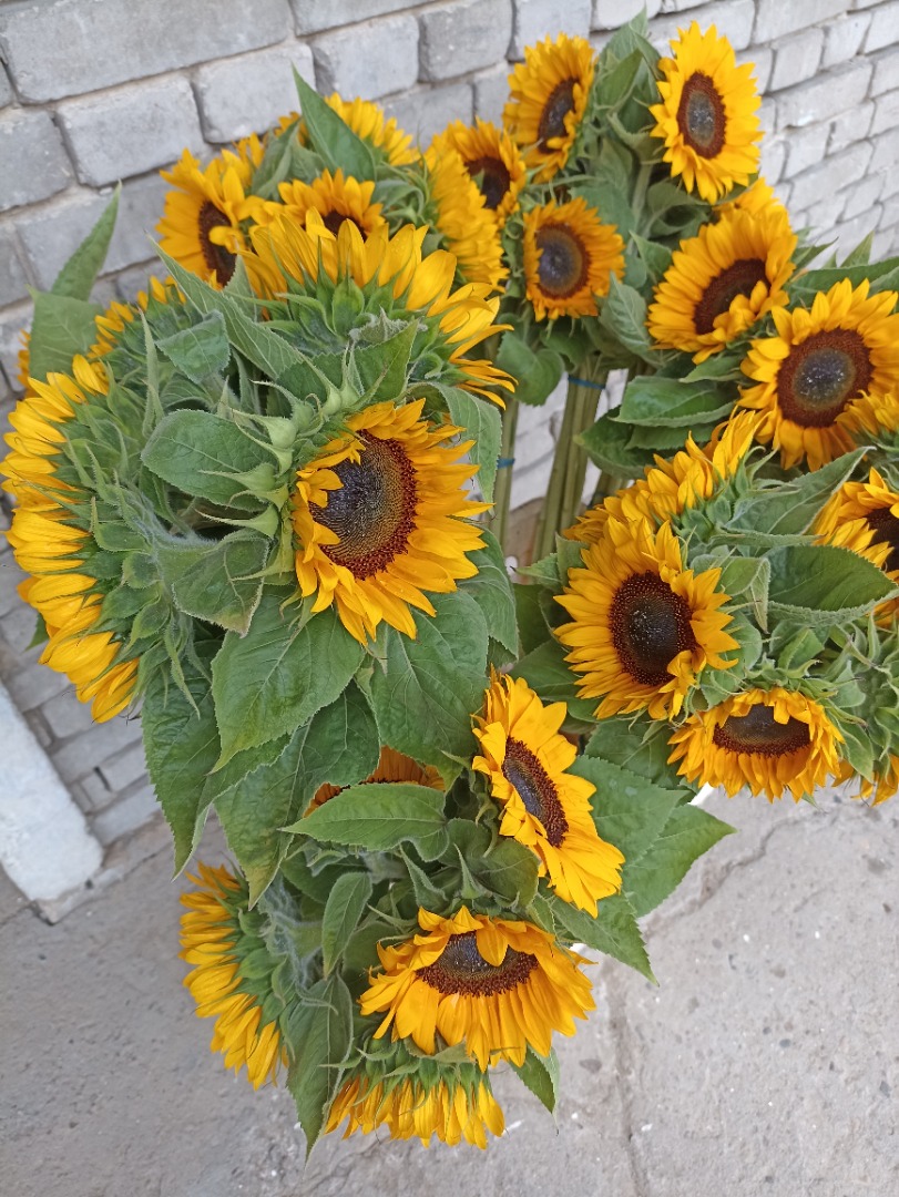 Decorative sunflower, professional variety