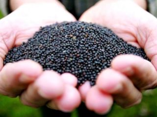 Rapeseed for sale. Ukraine. We offer delivery. The price