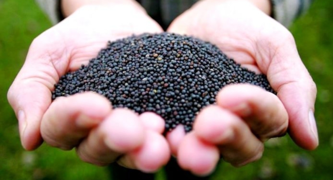 Rapeseed for sale