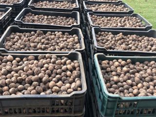 I sell unwashed natural walnuts not calibrated from Romania..quantity