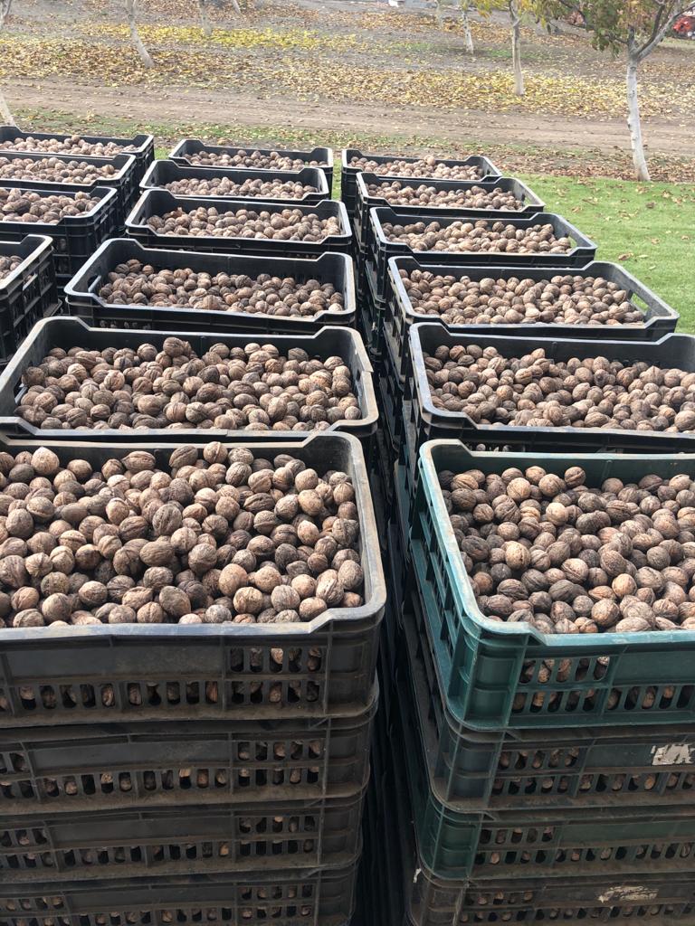 I sell unwashed natural walnuts not calibrated from Romania..quantity 7 tons ..