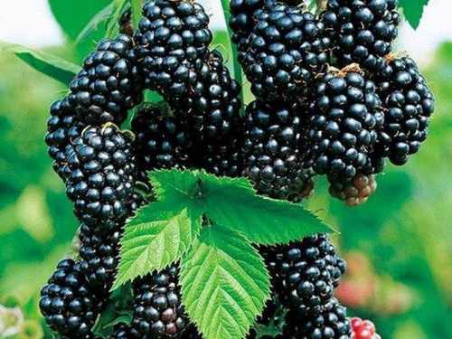 I am looking for wholesale buyers of blackberry fruit (the harvest has already started, the fruit is available from now until the end of August)