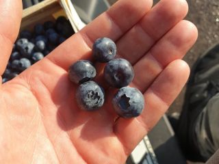 I will sell American blueberry, early variety, duke, price