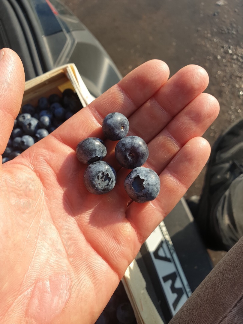 I will sell American blueberry, early variety, duke, price to be agreed, contact