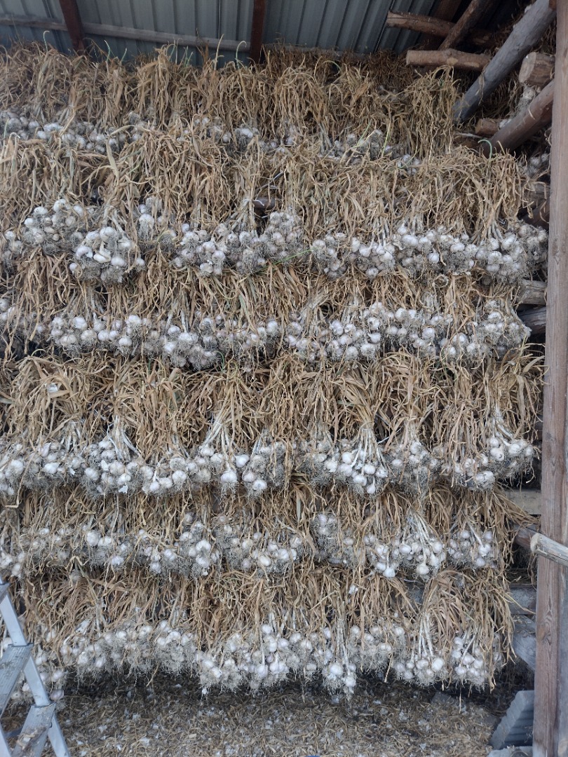 Harnaś variety for sale