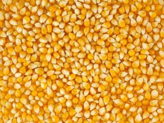 We offer dry maize for sale, harvested in 2021.
