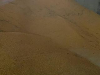 Selling high quality maize, physical stock, preferebly FOB but