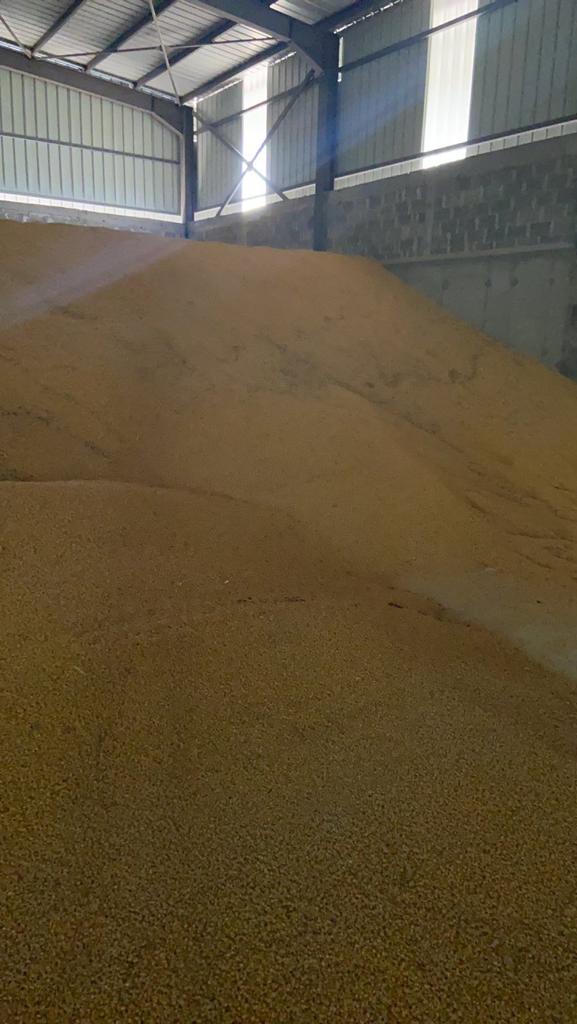 Selling high quality maize, physical stock, preferebly FOB but negotiable incoterms, 1500 tons Contact me for more info and photos