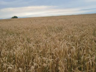 Vand 250 to triticale