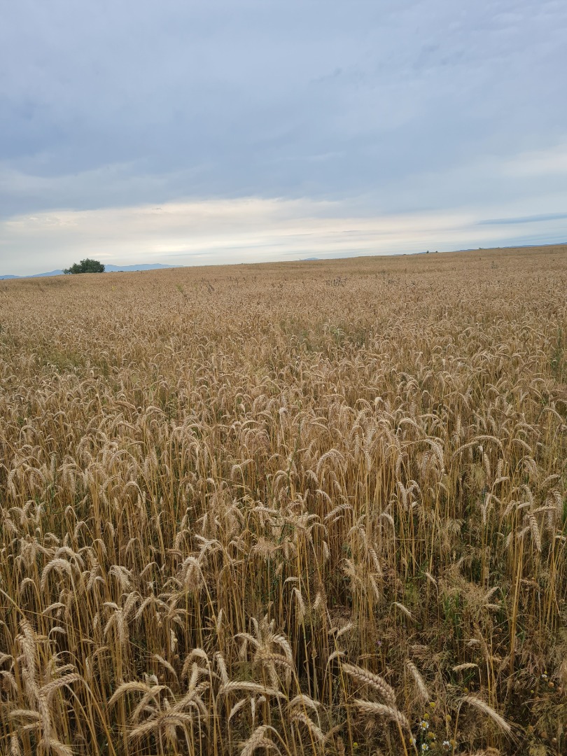 Vand 250 to triticale