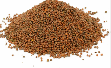 We offer high-quality cereals (Lucerne, Fescue, SainfoinЮ, Ryegrass, Clover, Phacelia, Milk thistle, Timothy grass, Radish, Mustard, Flax, Сoriander