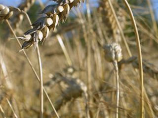 I will buy feed and organic grains as well