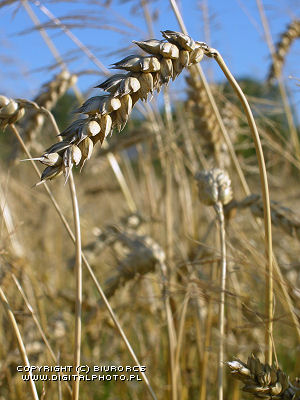 I will buy feed and organic grains as well as lupins, field beans, peas, required amounts of at least 20 tons