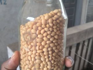 High Quality Soybean Seeds for Sale SOYBEAN is a