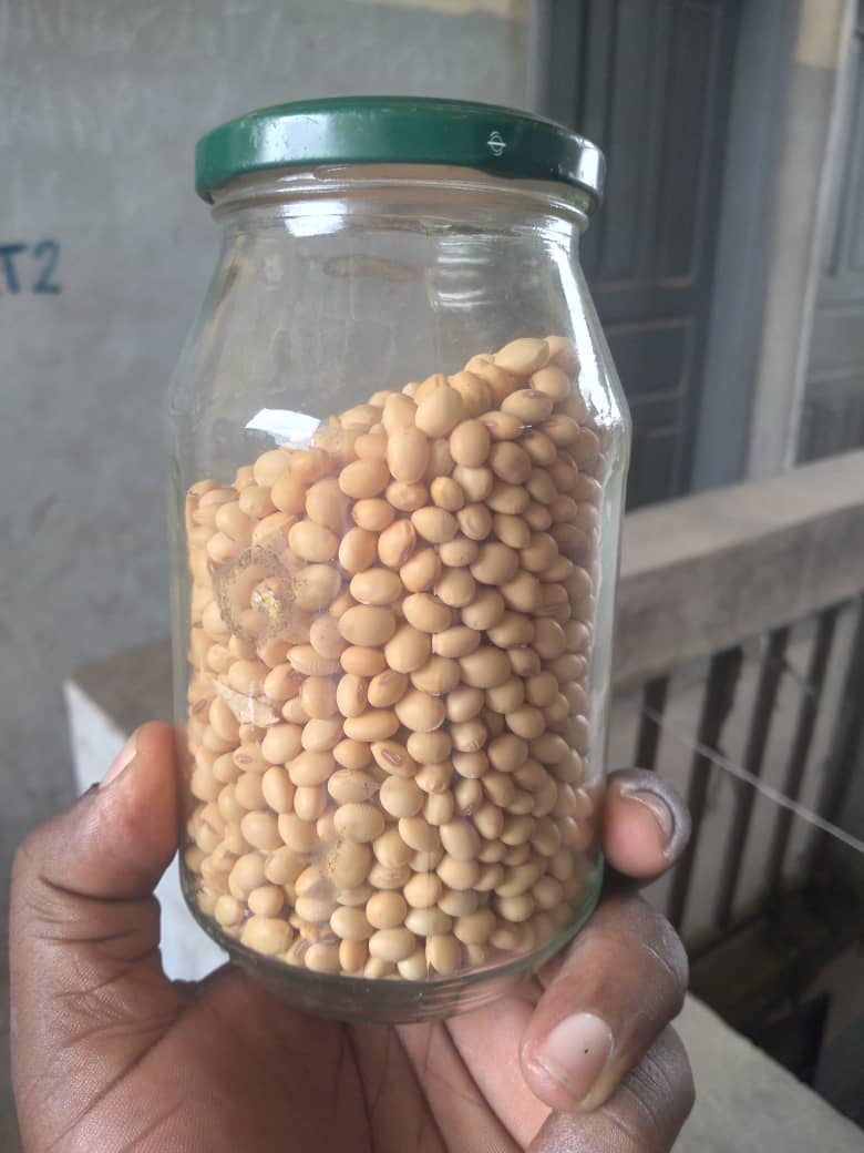 High Quality Soybean Seeds for Sale SOYBEAN is a legume that contains an important percentage of high quality proteins (in 100 grams of soya, 40 to 50% is