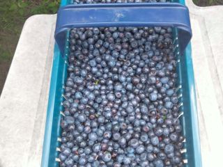 I will sell a forest blueberry in the vicinity