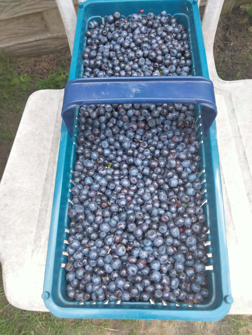 I will sell a forest blueberry in the vicinity of Dęblin, Stężyca, and I can prove it to the following address
