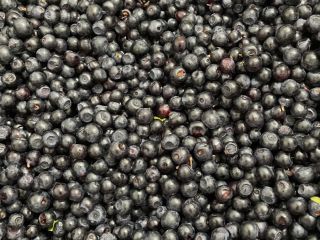 Fresh forest berry. Pure and hand-picked. We currently have