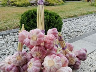 I will sell garlic calibrated with conversations 4, 4,