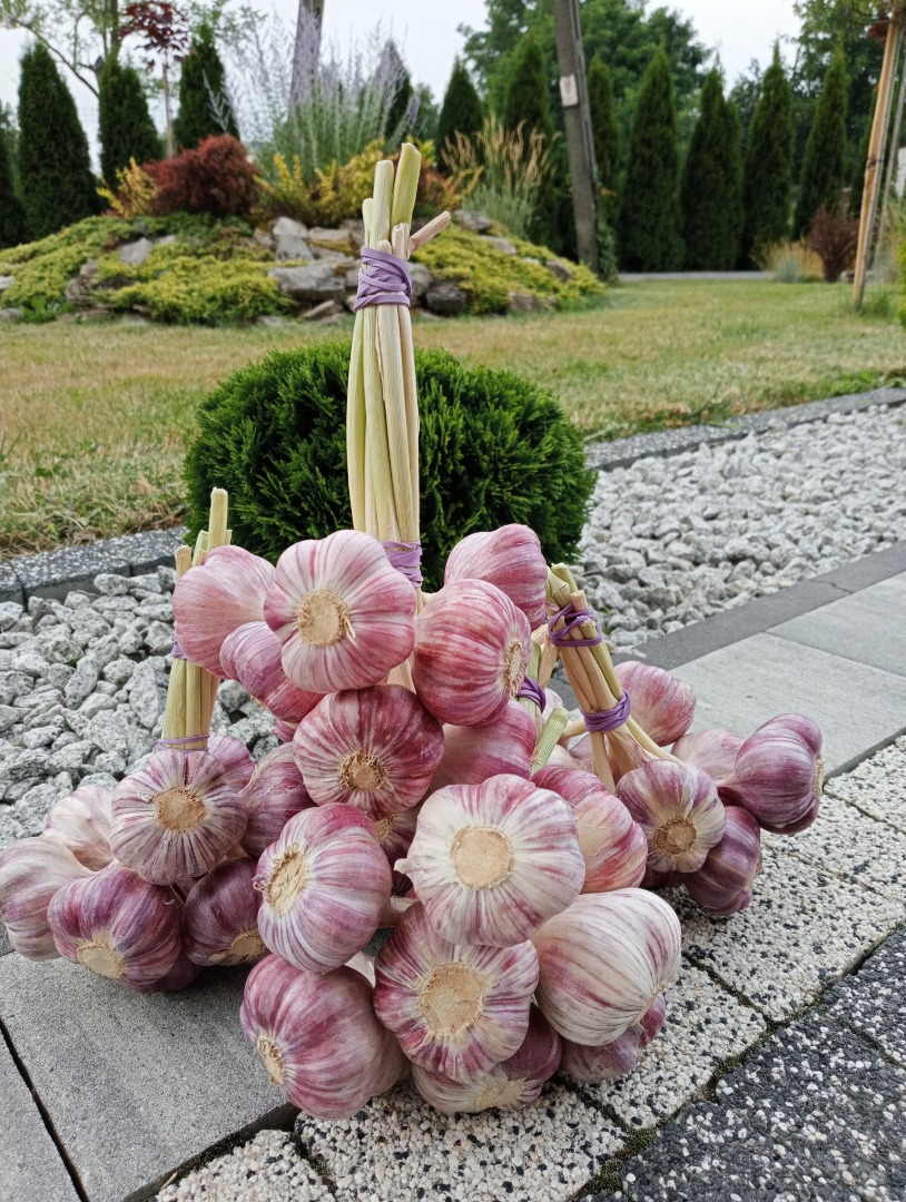 I will sell garlic calibrated with conversations 4, 4, 5, 5, 5, 5, 6+