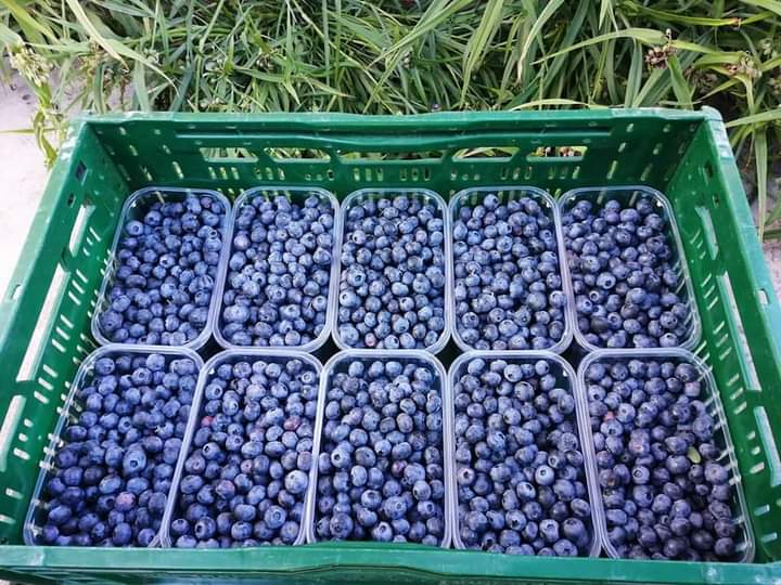 Duke culture blueberries for sale in Brasov and surroundings