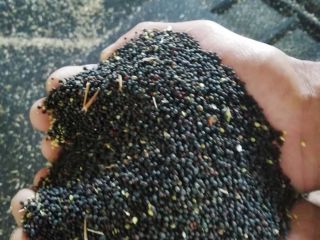 250 ton rapeseed Call viber whatsup