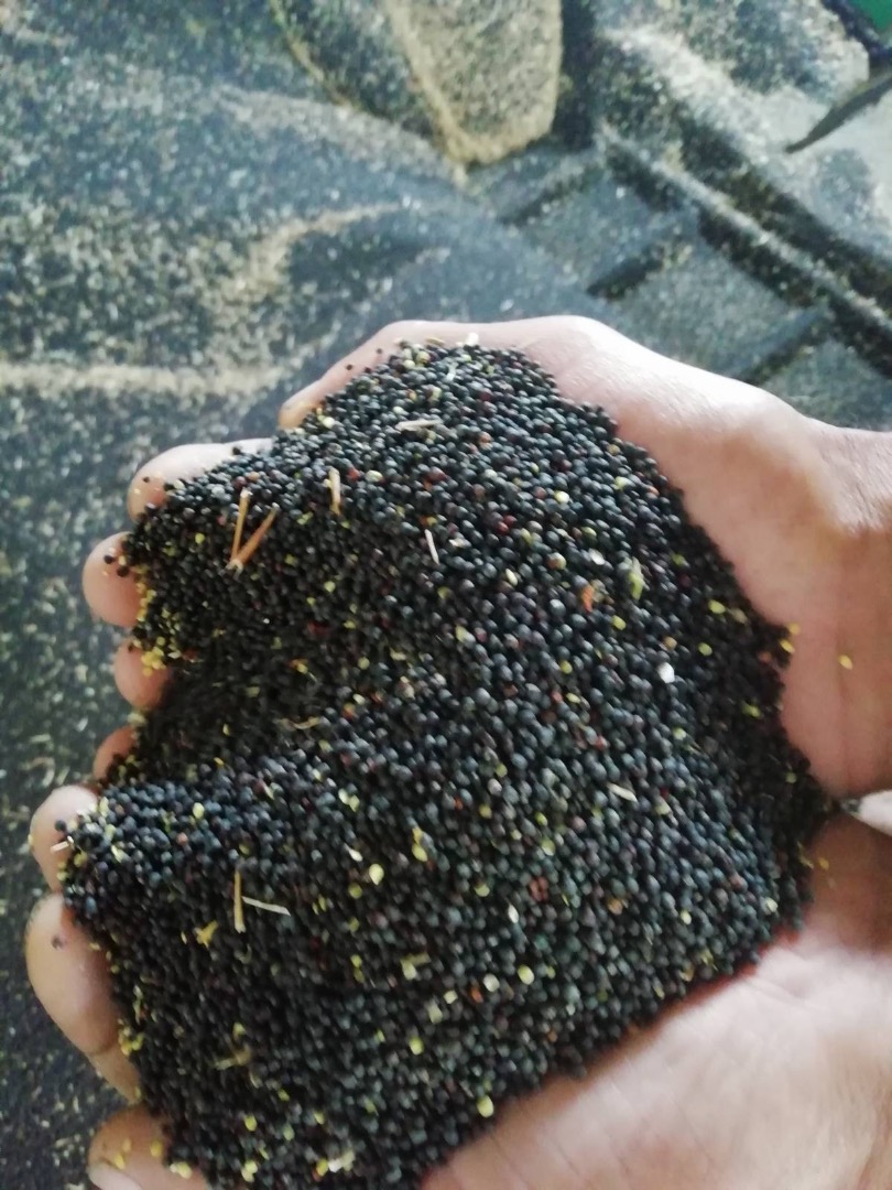 250 ton rapeseed Call viber whatsup