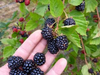 Mure bio, so Thornfree