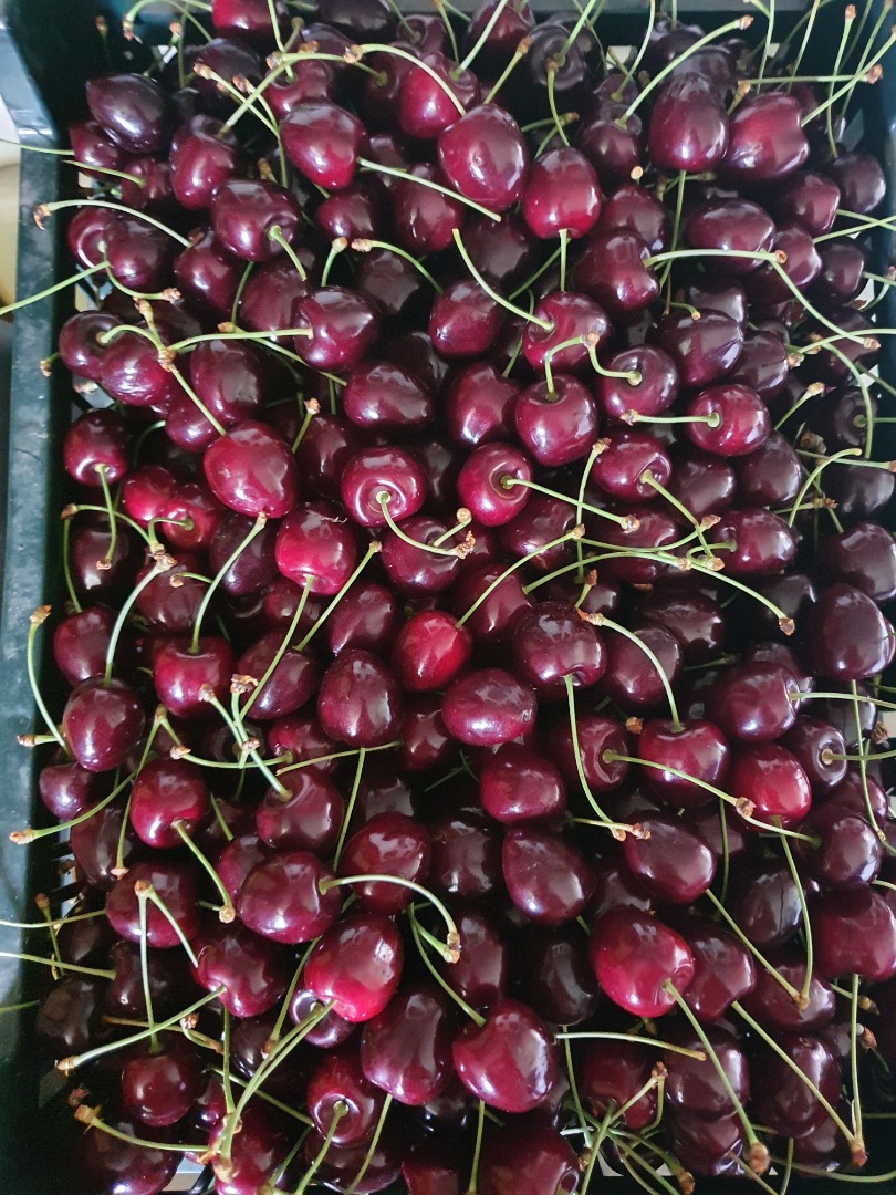 I will sell cherries, Wanda variety