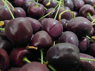Cherries, Karina and Regina, caliber 24-28mm for sale