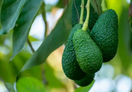 We are a registered company in Kenya dealing with various fruits and flowers