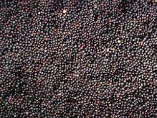 We offer rapeseeds of Ukrainian origin for sale. The
