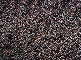 We offer rapeseeds of Ukrainian origin for sale