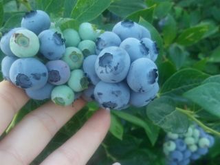 I will sell blueberry fruit from my own plantation.