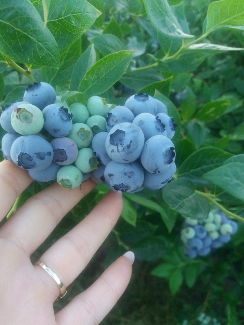 I will sell blueberry fruit from my own plantation