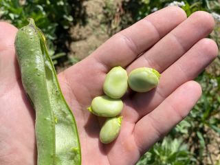 Hello, I am selling broad beans straight from the