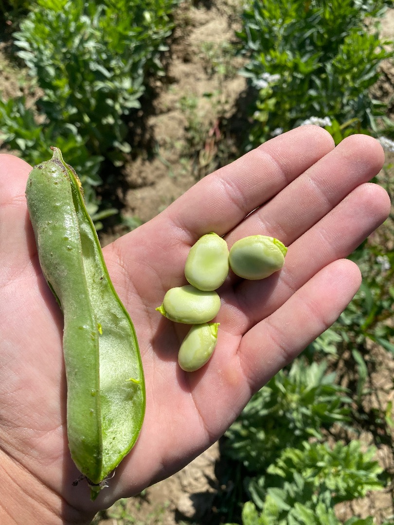 Hello, I am selling broad beans straight from the field in Łuski, Price for 1 kg of broad beans, freshly picked