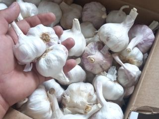 I am selling garlic in large and small quantities,