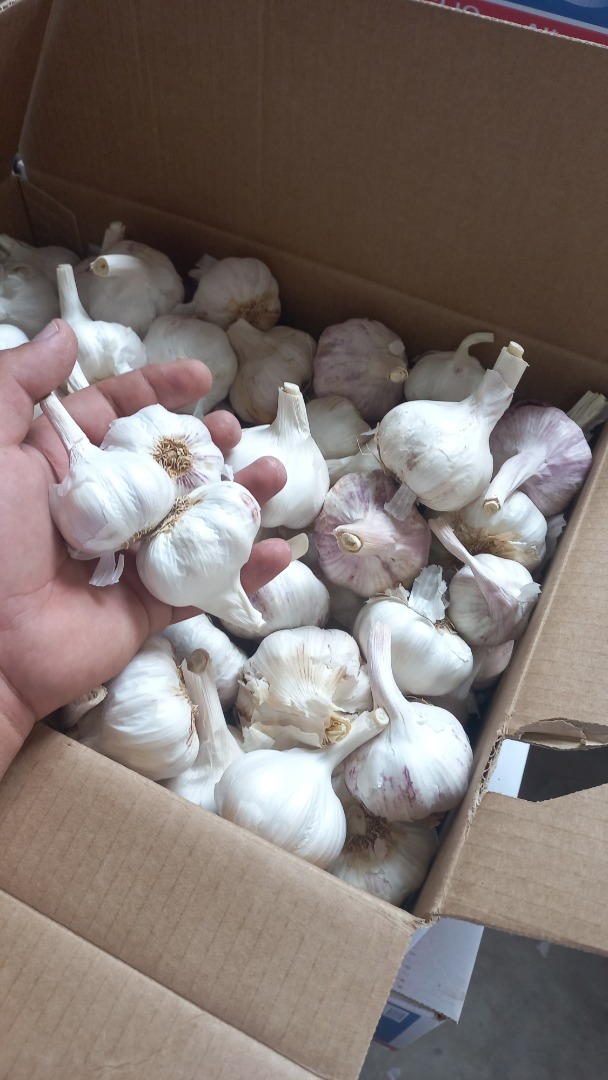 I am selling garlic in large and small quantities, different packaging, bags of 20, 10, 5 kg beans 250 gr Romanian organic garlic, I offer the invoice and the
