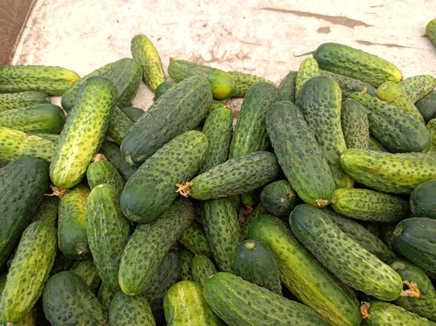 Ground cucumber for sale