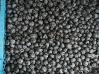 Blueberry for sale. Duke, Bluecrop. Possibility to pack in