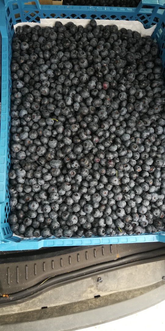 Blueberry for sale