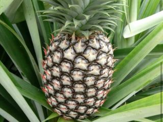 Sweetest pineapple and best in the world. We export
