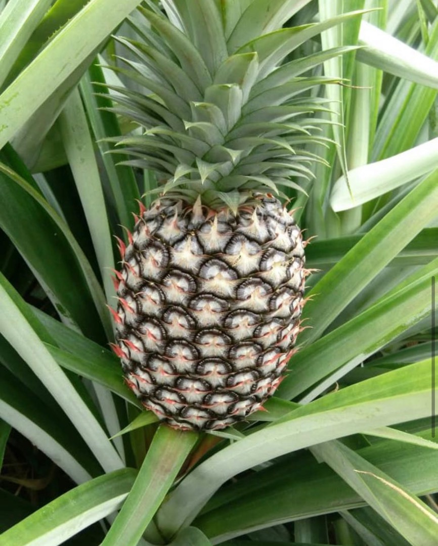 Sweetest pineapple and best in the world