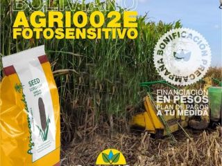 Silero sorghum seed agri002E for planting producer agricomseeds communicate