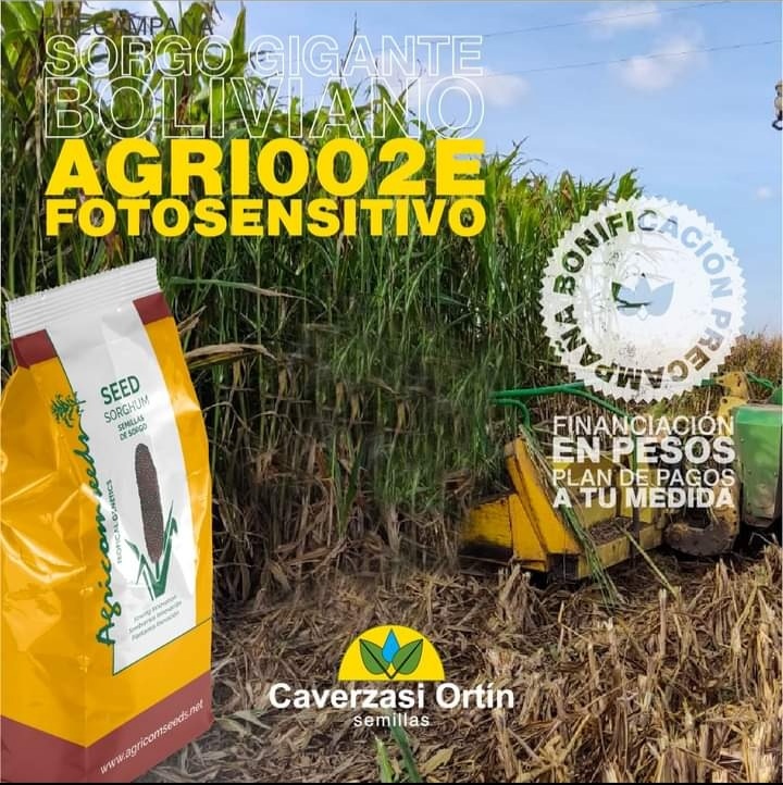 Silero sorghum seed agri002E for planting producer agricomseeds communicate with the distributor Caversazi company in Argentina: telephone: greetings to all