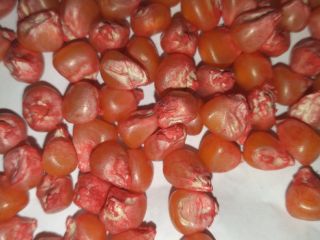 Corn seed for planting agricomseeds company distributor in Peru,