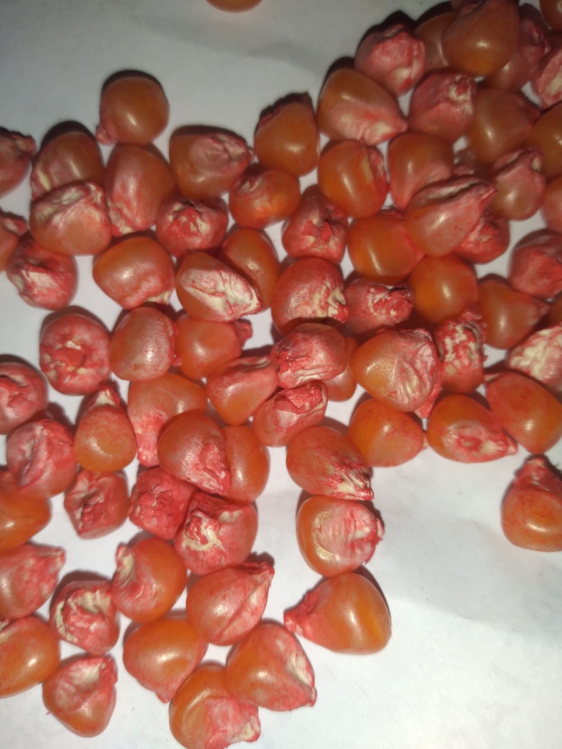 Corn seed for planting agricomseeds company distributor in Peru, Colombia, Ecuador, Paraguay, Venezuela, Brazil Telephone: / Greetings from a distance